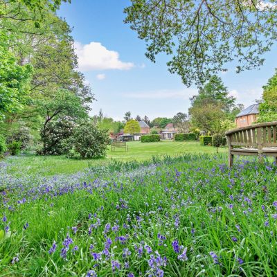 Bluebell Woodland