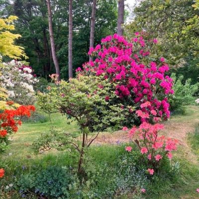 Rhododendrons