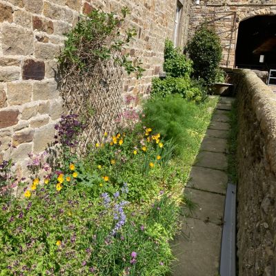 Side Garden