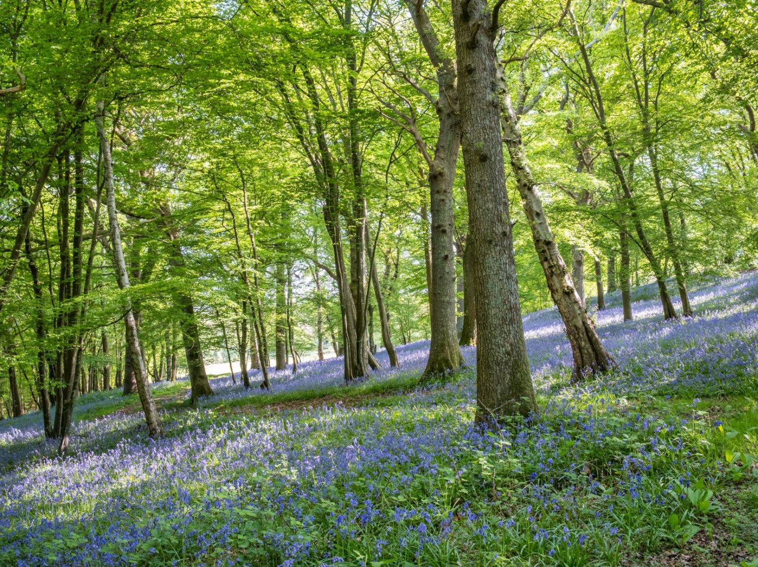 Woodland