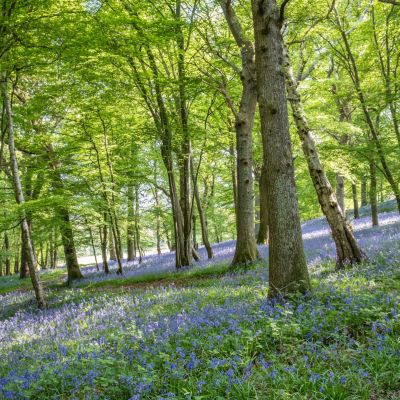 Woodland