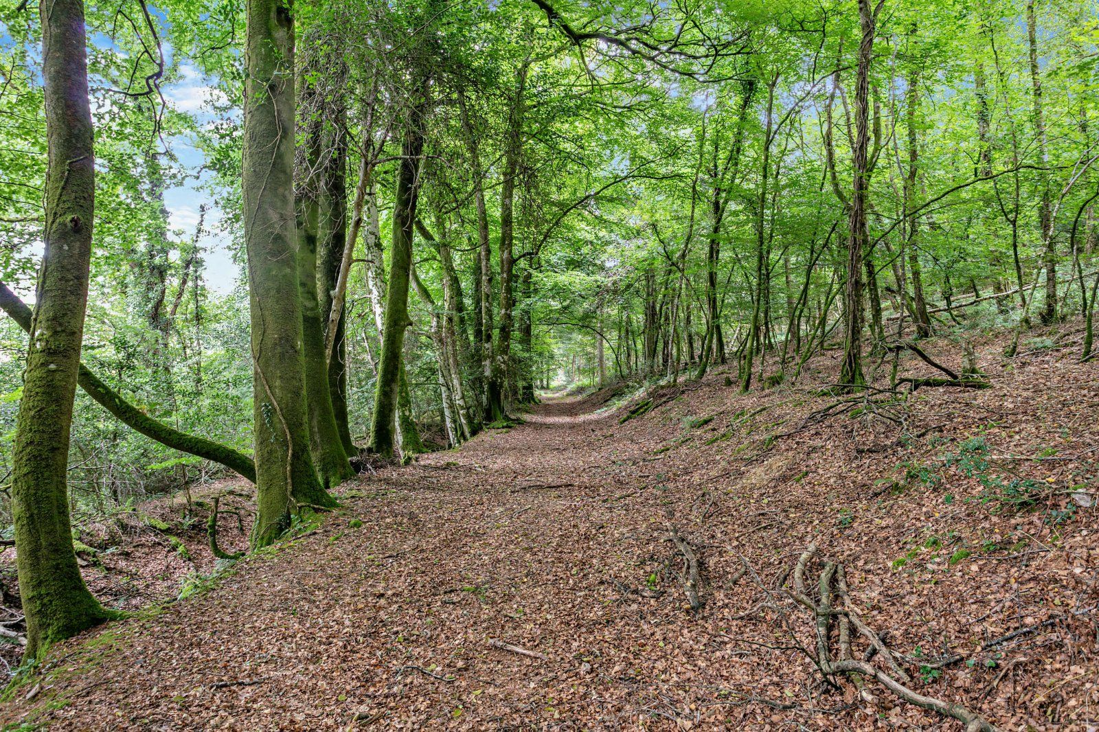 Woodland