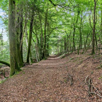 Woodland