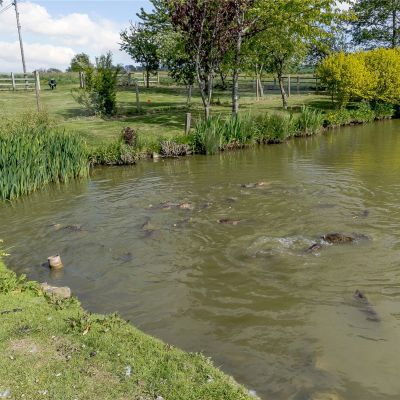 Abundance Of Fish