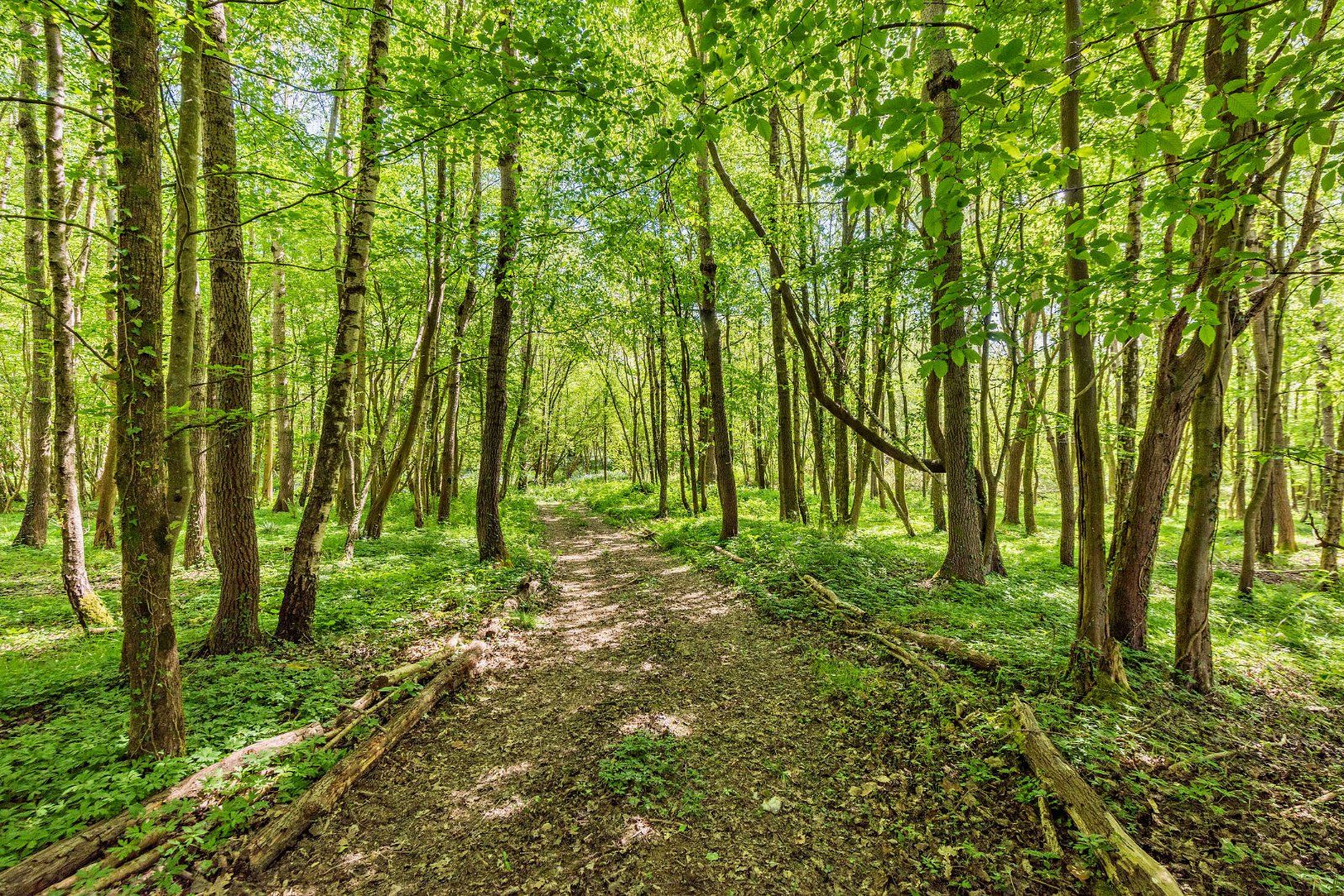 Woodland