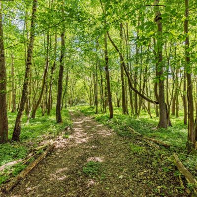 Woodland