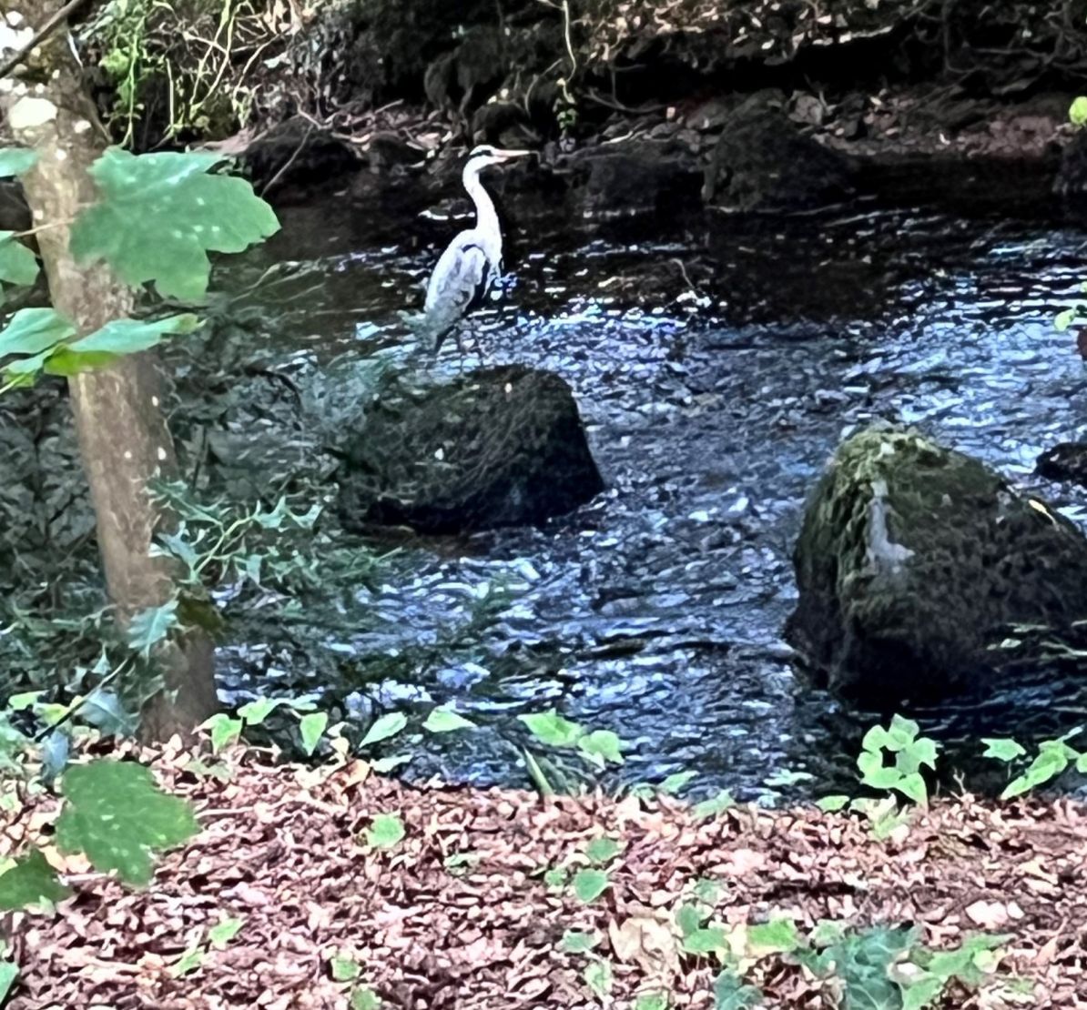 Nearby River