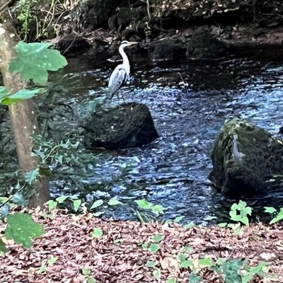 Nearby River