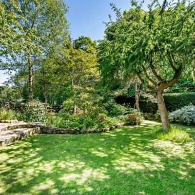 Trees & Shrubs