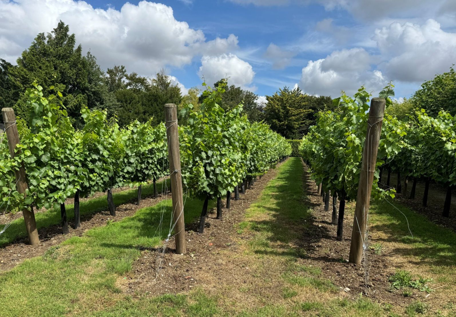 Vineyard