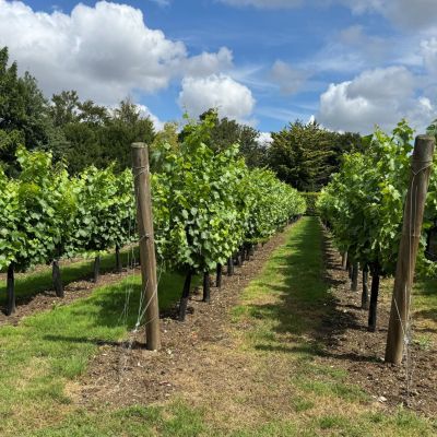 Vineyard