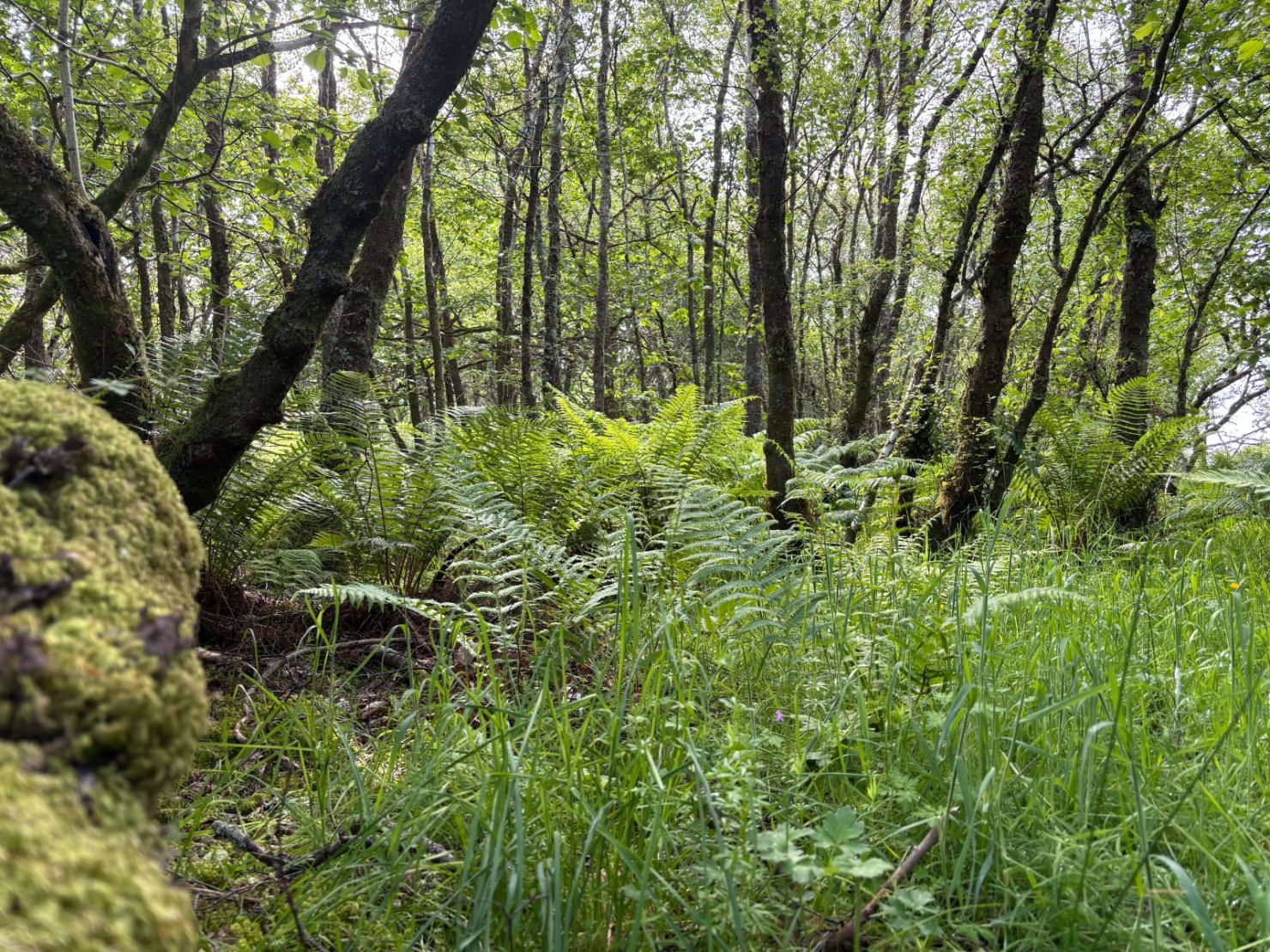 Native Woodland