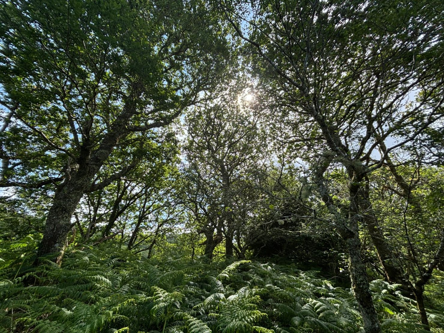 Native Woodland