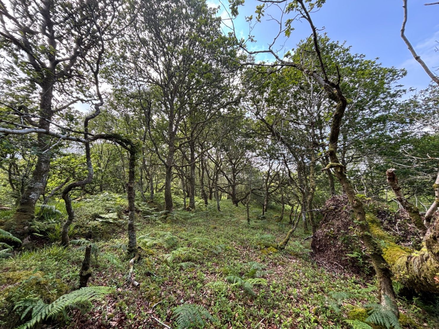 Native Woodland