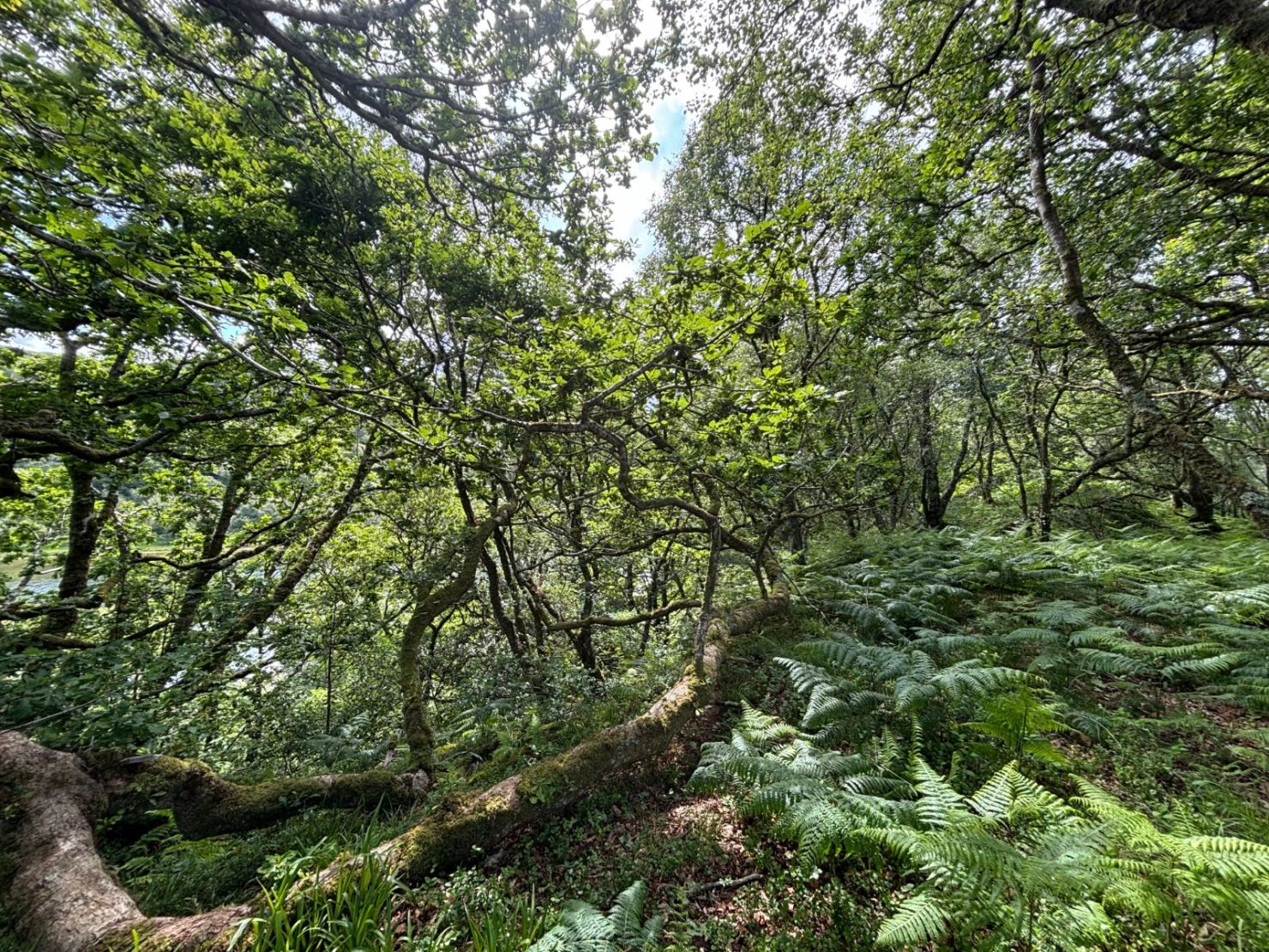 Native Woodland