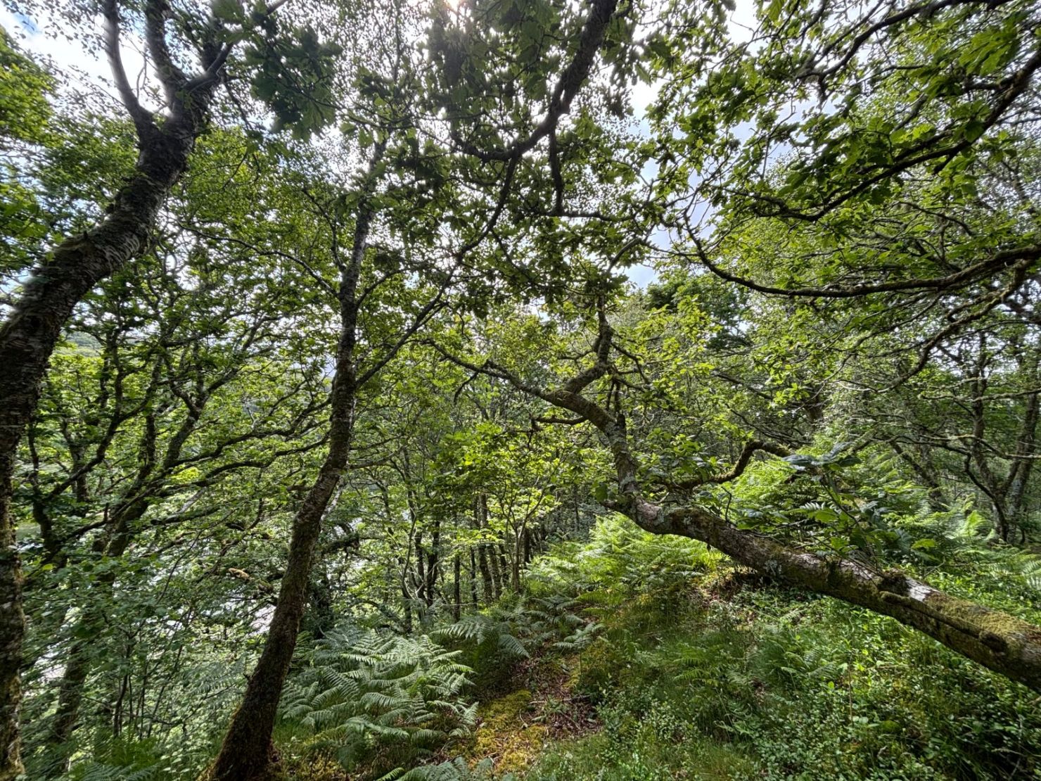 Native Woodland