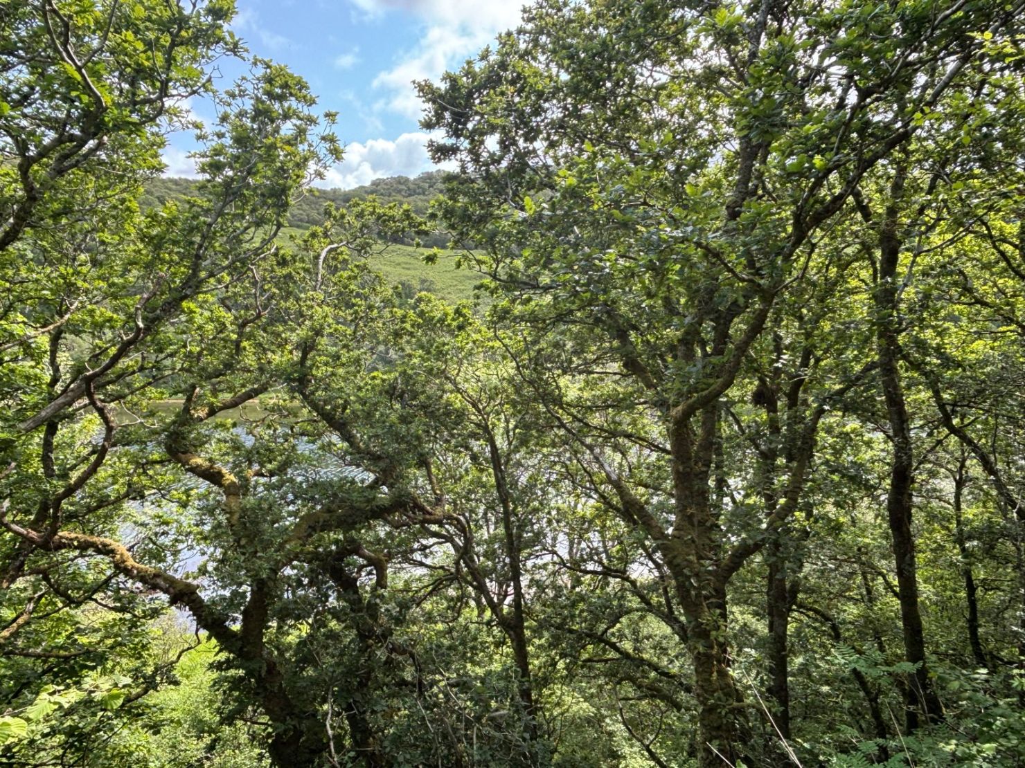 Native Woodland