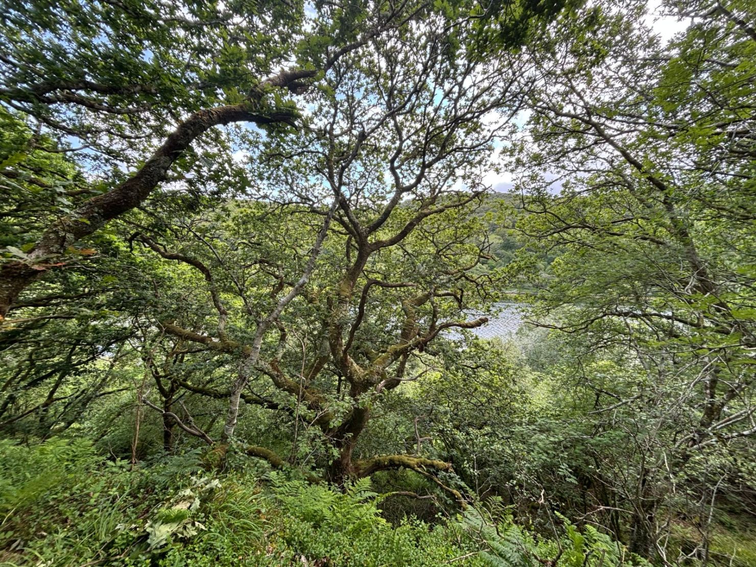 Native Woodland