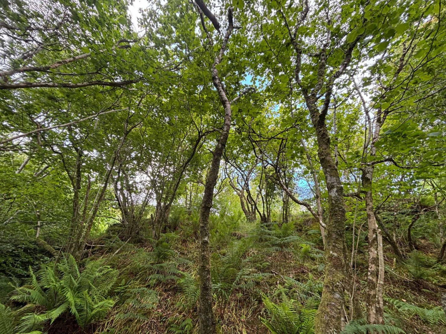 Native Woodland