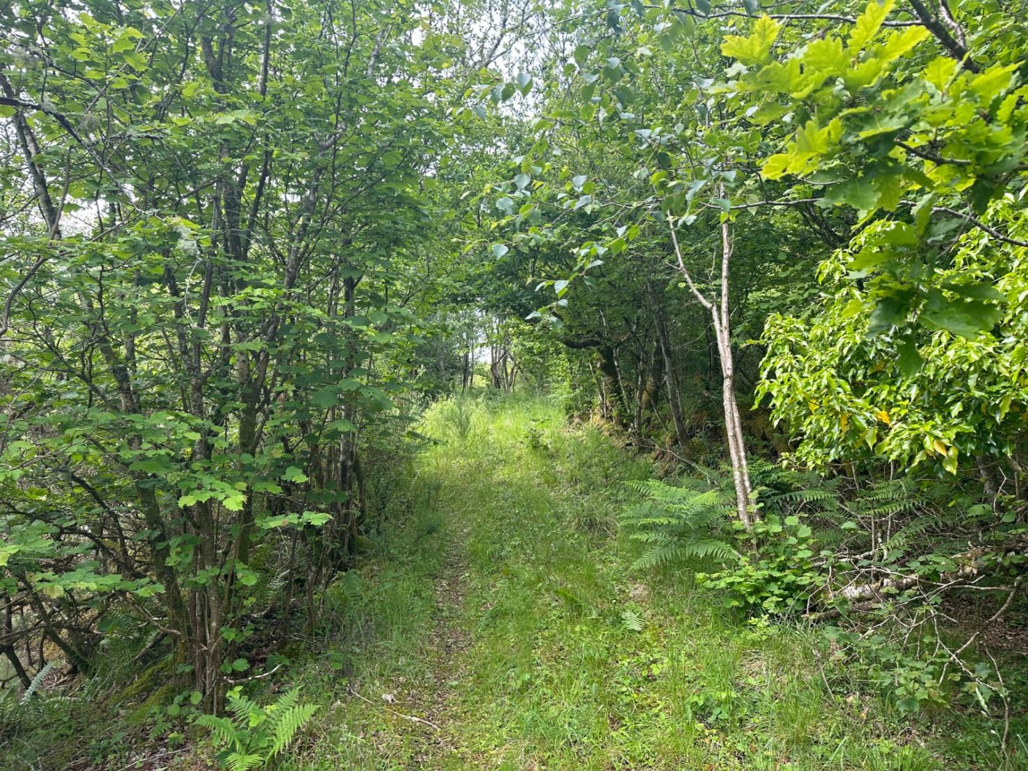 Native Woodland