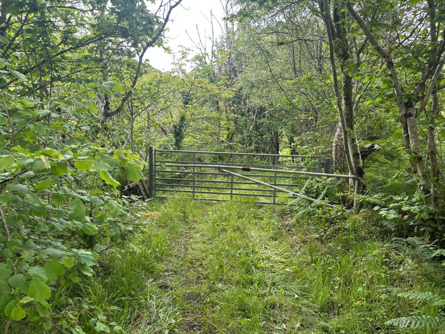 Native Woodland