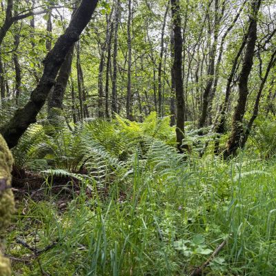 Native Woodland