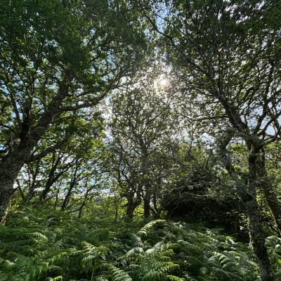 Native Woodland