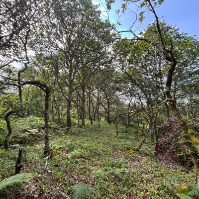 Native Woodland