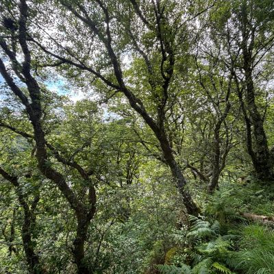 Native Woodland