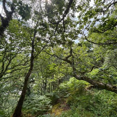Native Woodland