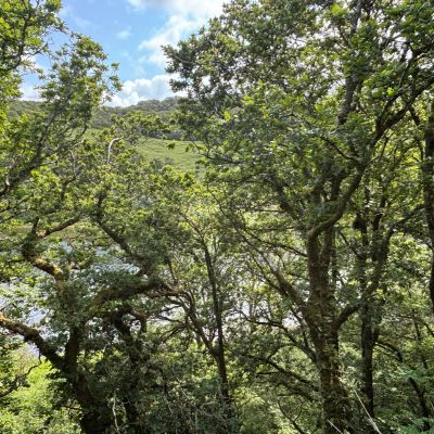 Native Woodland