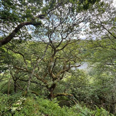 Native Woodland