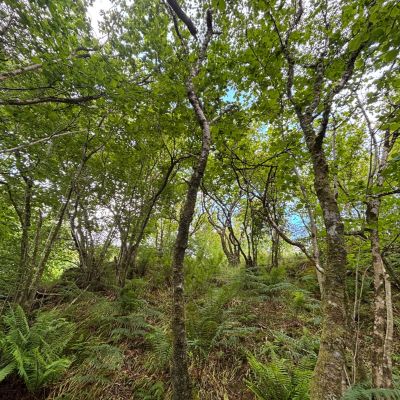Native Woodland