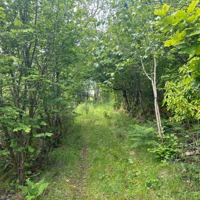 Native Woodland