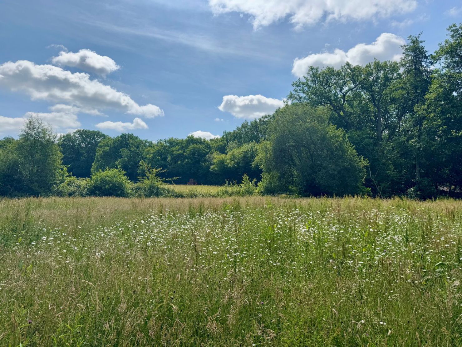Wildflower Meadow