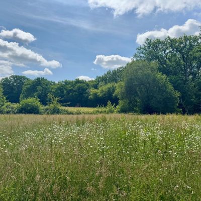 Wildflower Meadow