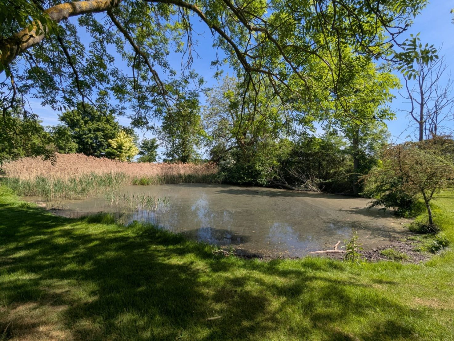 Pond