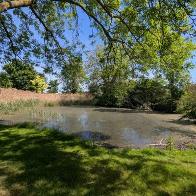 Pond