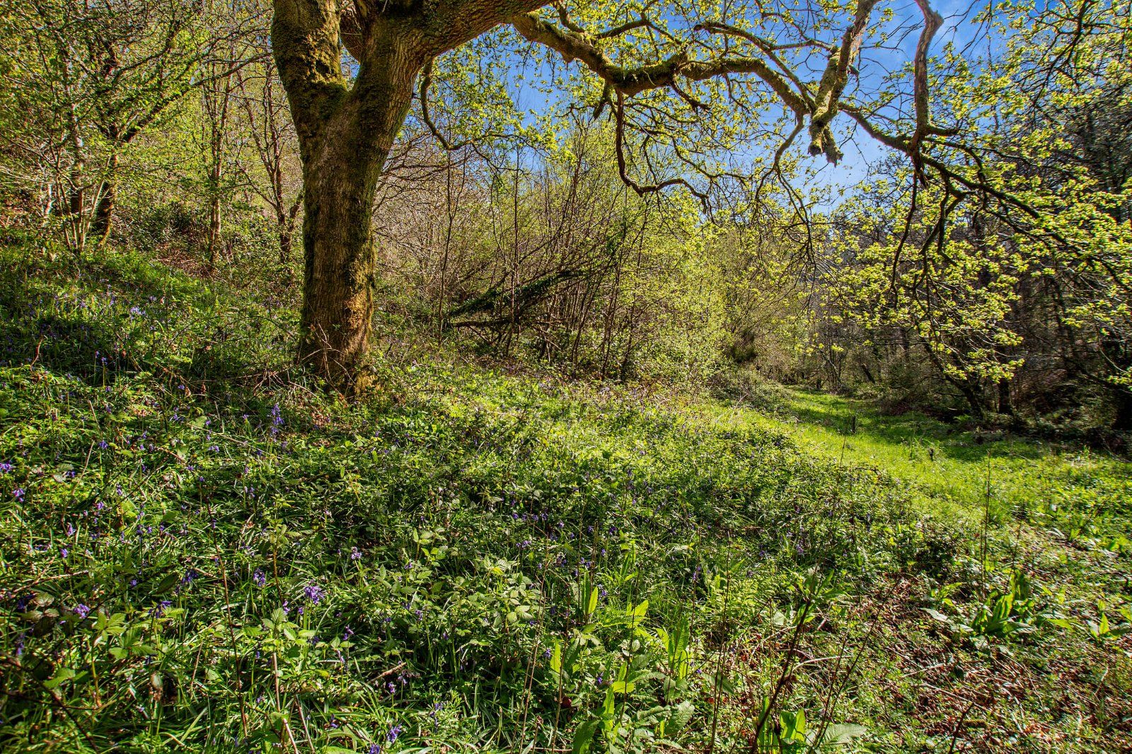 Grounds