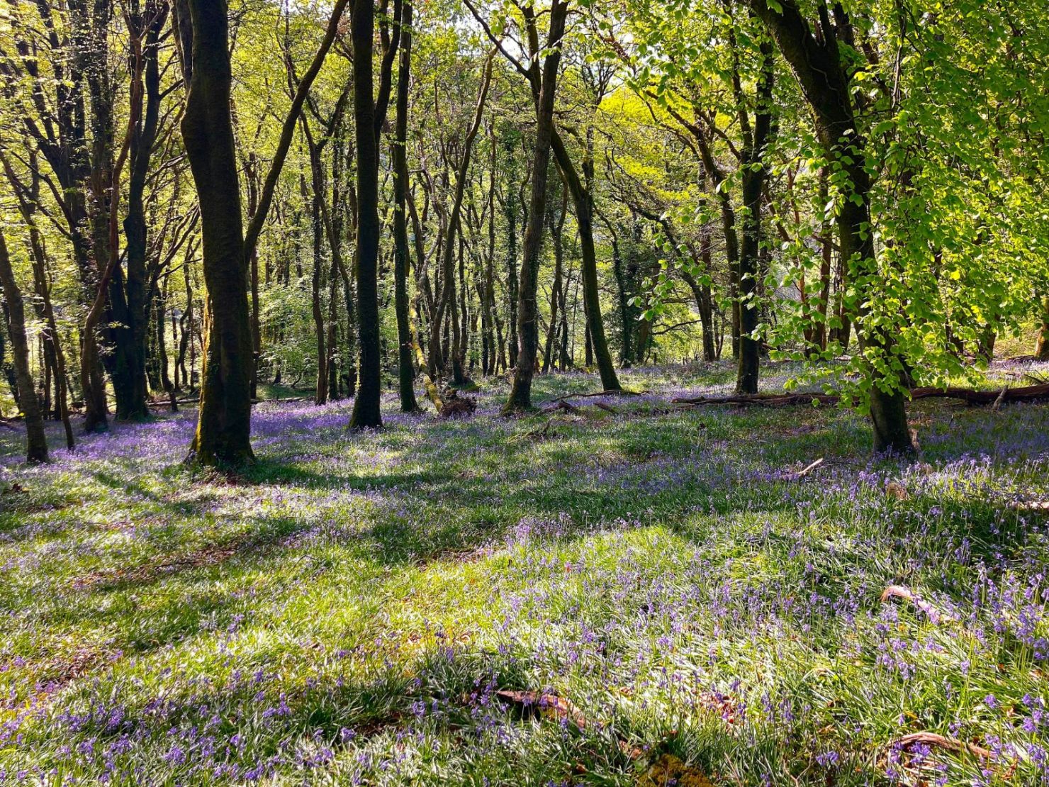 Grounds