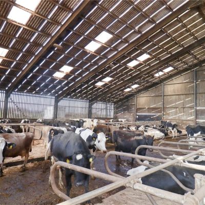 Cattle Cubicles