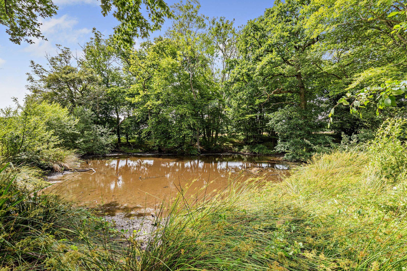 Pond