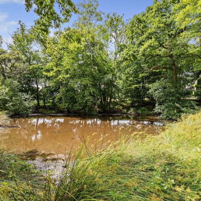 Pond