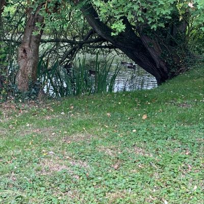 Pond