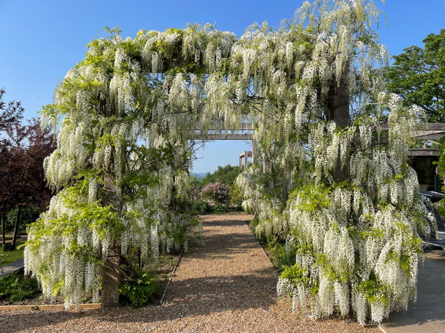 Wisteria