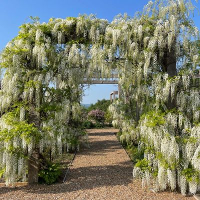 Wisteria