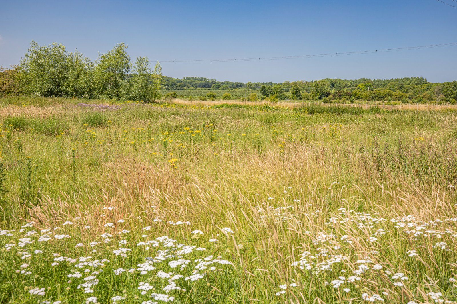 Grounds
