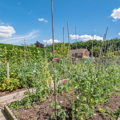 Vegetable Patch