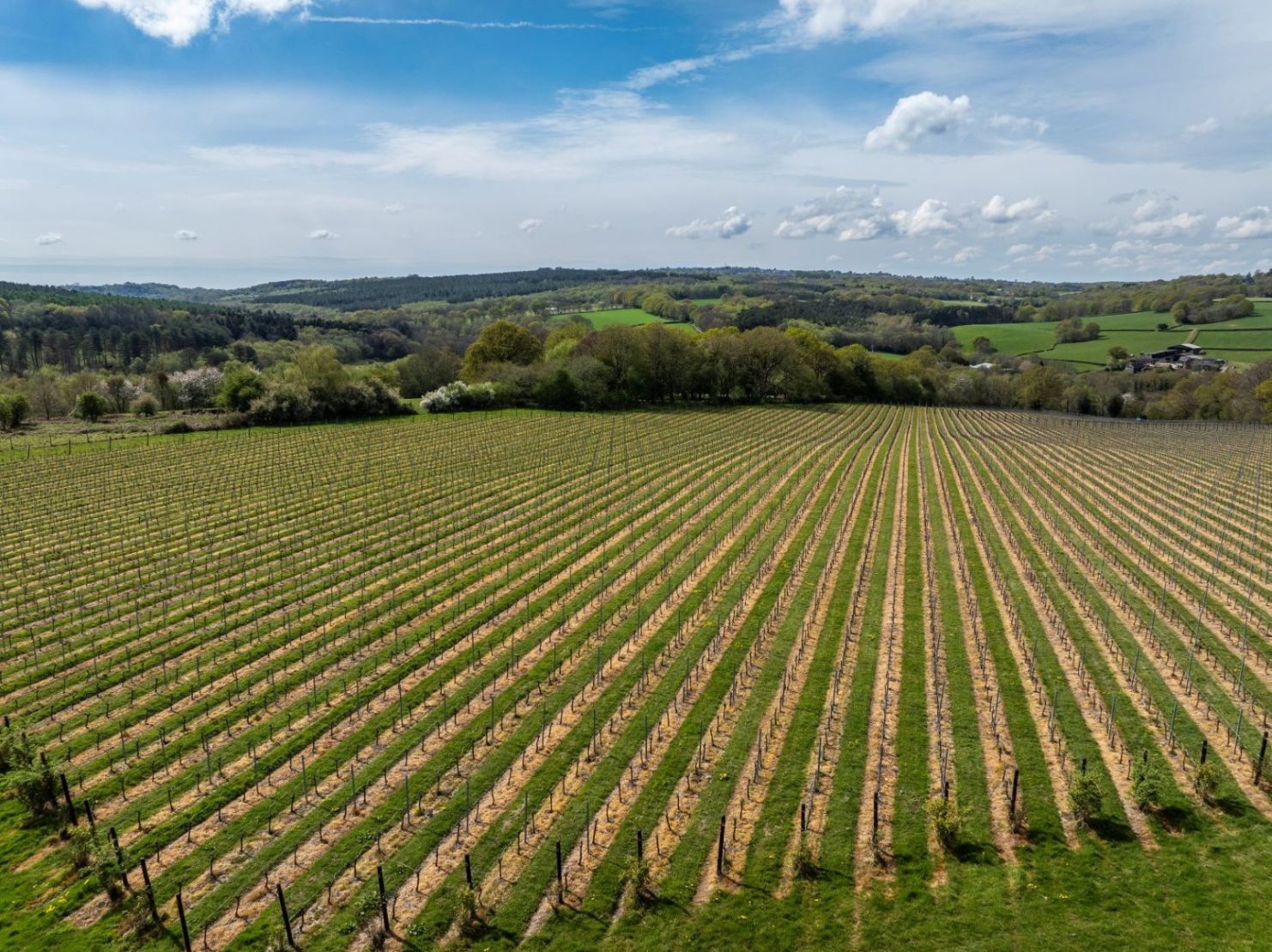Vinyard
