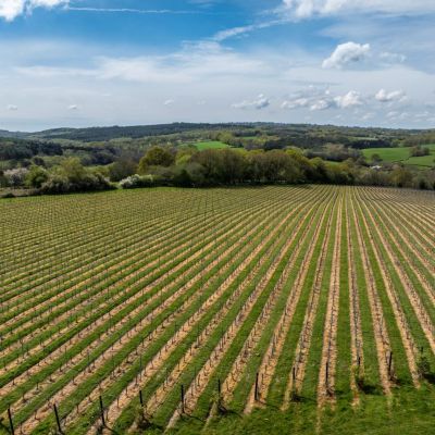 Vinyard